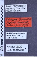 Etikette zu Hypnoidus badachschanicus (Dolin, 1998) (NHMW-ZOO-COL-0007388)